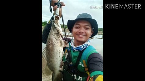 Oleh karena itu, untuk menjaga mutu air dan kemudahan pengelolaan, maka perlu diterapkan pemeliharaan secara bertahap. Casting ikan kakap putih dan ikan bulan, tarpon/2020 - YouTube