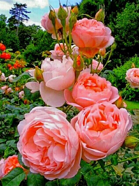 Pin De Kateri Wozny En My Rose Flores Bonitas Rosas Hermosas