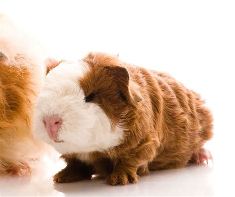 4 Curly Haired Guinea Pig Breeds And 3 Interesting Facts About Them