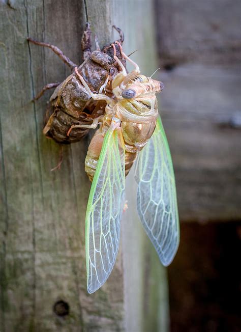 Cicada Emerging Photograph By Andy Crawford