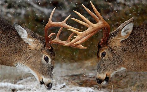 Whitetail Buck And Doe Wallpaper