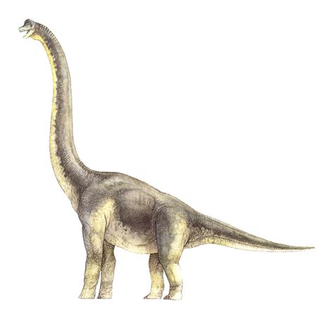 Brachiosaurus “brancai” Sf Sf Tg Sf S Jurassic Pedia