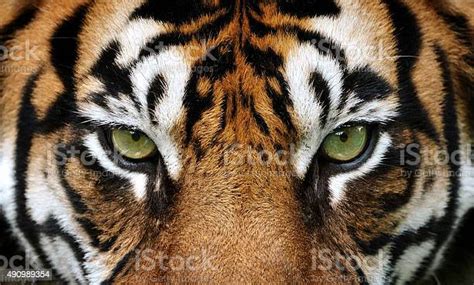 Eyes Of The Tiger Stock Photo Download Image Now Tiger Tiger Eye