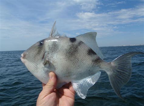 How To Catch Trigger Fish In The Destin Florida Area