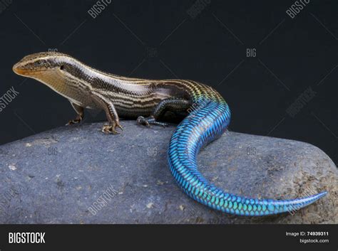 Blue Tailed Skink Image And Photo Free Trial Bigstock