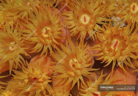 Orange Cup Coral In Caribbean — Sun Coral Caribbean Sea Stock Photo