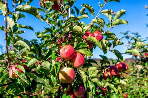 12 best places for apple picking in virginia orchard map 2022