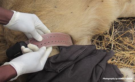 Collaring Lions For Conservation In Tanzanias Manyara Ranch African