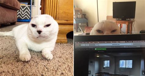 Woman Adopts Earless And Deaf White Cat Who Later Ends Up Saving Her