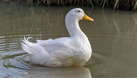 Is There A Way To Sex Pekin Ducksmale Or Female Rwhatsthisbird