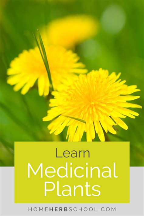 Wild Medicinal Plants 3 Common Healing Roots