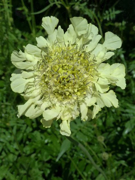 Cephalaria Gigantea Yellow Scabious Giant Scabious Tatarian