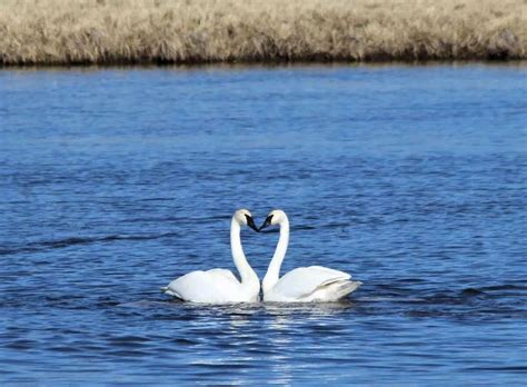 Mute Swans Cause Conflict Between Livingston County 43 Off