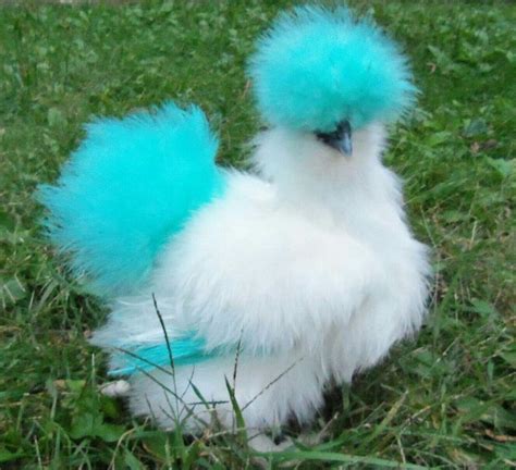 Dyed Silkies Funny Pictures In 2021 Fancy Chickens Silkie Chickens
