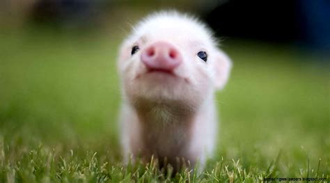 Super Cute Baby Pigs Wallpapers Gallery