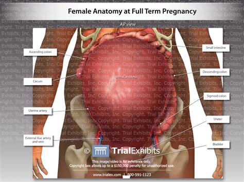 Female Anatomy At Full Term Pregnancy Anterior View Trialexhibits Inc