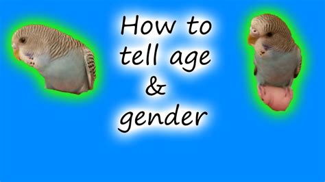 How To Tell The Age And Gender Of Your Parakeet Youtube Parakeet