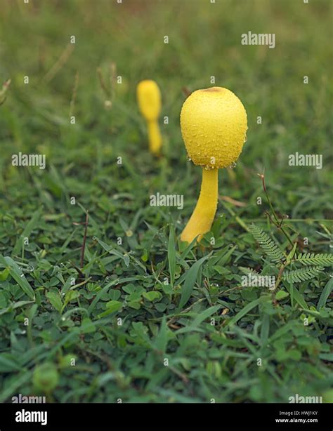 Poisonous Yellow Mushroom Leucocoprinus Birnbaumii A Flowerpot