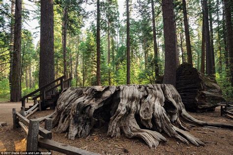 Amazing Images Of The Most Extraordinary Trees In The World Old Trees