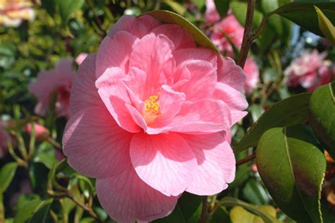 Beautiful Pink Flower Rajesh1128