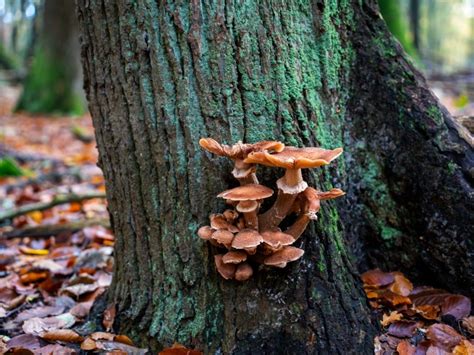 Tree Bark Fungus Identification Guide Gardening Know How