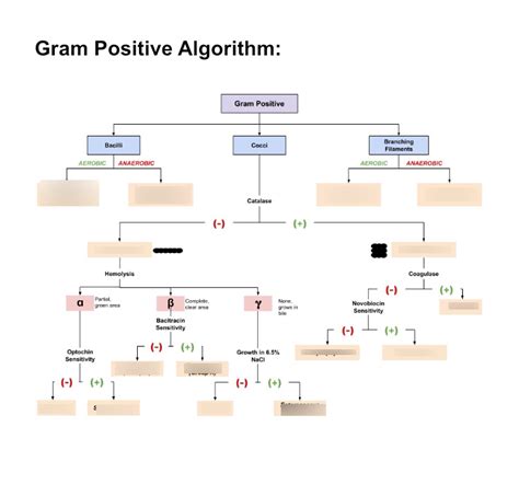 Gram Positive Bacilli Flowchart Chart Examples Sexiz Pix