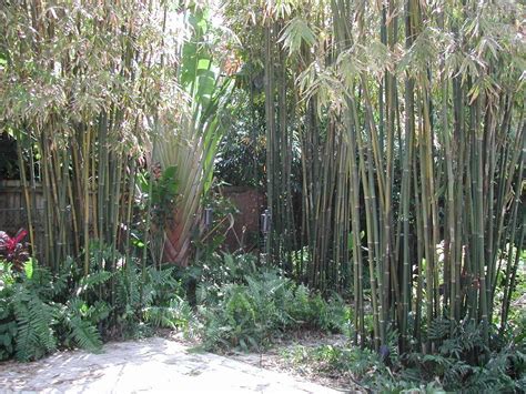 There are a few things that you need to know about bamboo and how. bamboo privacy landscape | Tropical bamboo Landscaping! | Backyard garden design, Backyard ...