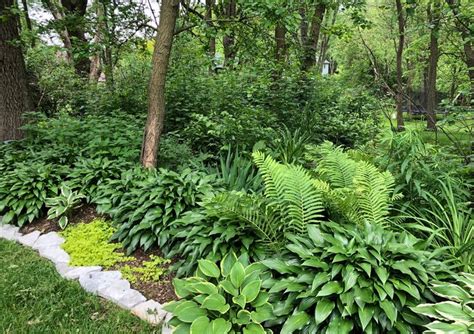 Extremely vigorous, butterfly weed gets its name for attracting. Zone 5 Shade garden | Shade garden, Landscape design ...