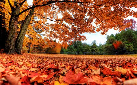Maple Leaf Autumn Wallpaper 2560x1600 30968