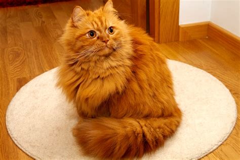 Premium Photo Gorgeous Orange Persian Cat With Deep Gaze