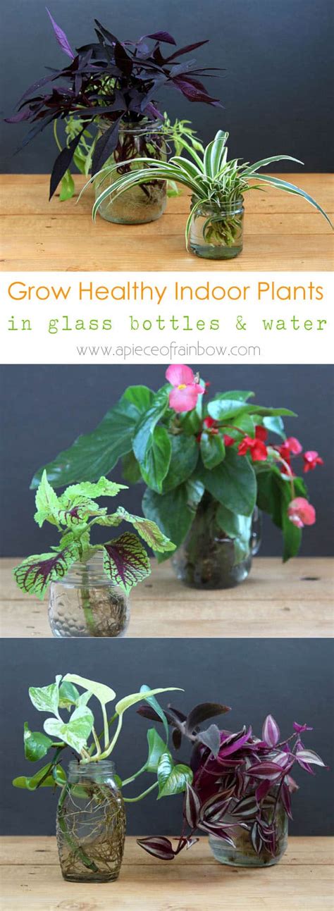 Continue doing this until they have started flowering. Grow Beautiful Indoor Plants In Water - A Piece Of Rainbow