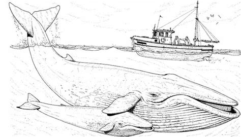 How do you like this new adult coloring page? Fishing Boat Over Two Blue Whale Coloring Page - NetArt
