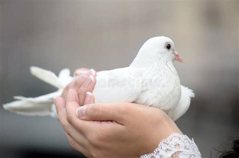 White Dove Wedding Stock Image Image Of Inculpable 1114189