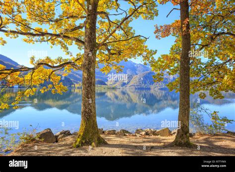 Colorful Trees At The Shore Of Lake Kochel Kochelsee In The Bavarian