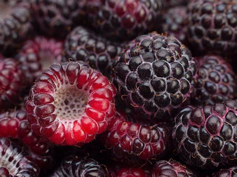 Image Result For Black Raspberry Growing Raspberries Black Raspberry