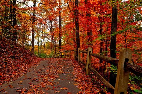 Nature Trees Colorful Road Autumn Path Forest Leaves Park