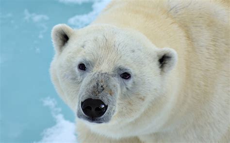 Wallpaper Polar Bear Look At You Face Eyes Nose 2880x1800 Hd Picture