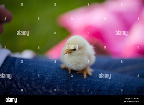 New Born Baby Chickens Stock Photo Alamy