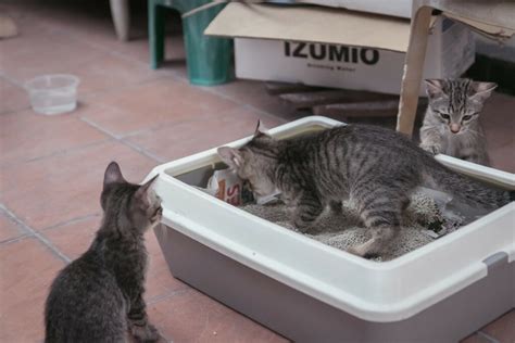 Choosing The Best Cat Litter Box Which Is Right For You Mishi Pets