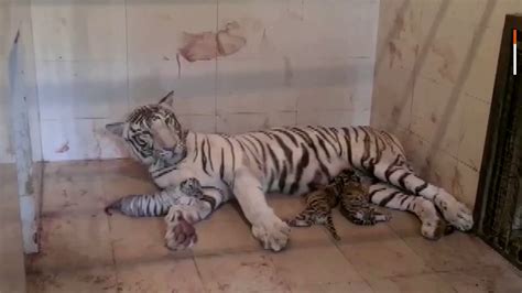 Reuters On Twitter Watch Three Tiger Cubs Were Born To A Tigress