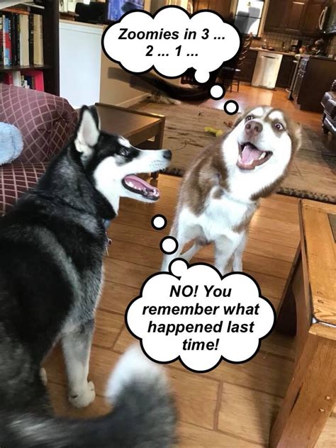 Pin By Mark Deavult On Husky Memes Husky Memes Husky Dogs Funny Animals