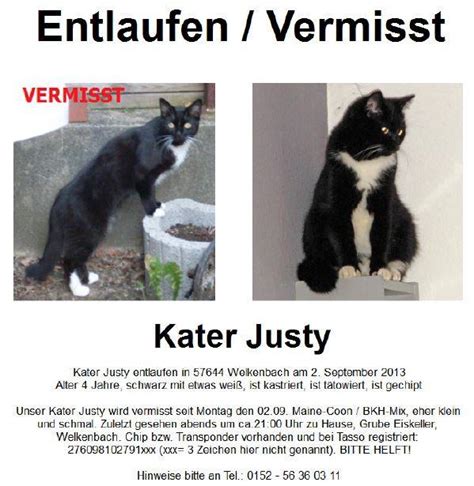 Eine kastration bietet also eine zusätzliche chance auf ein langes, gesundes katzenleben. Tiersuchmeldung - MaineCoon/BKH-Mix Justy gesucht in ...