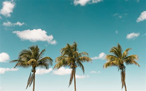 Download Cloud Sky Nature Palm Tree 4k Ultra Hd Wallpaper