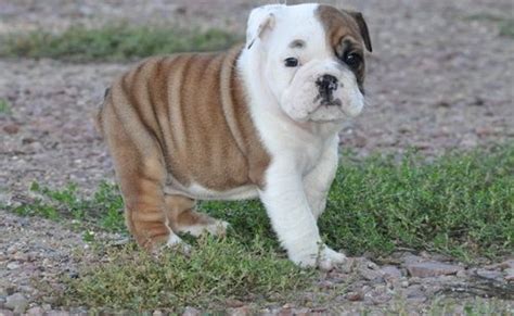 Miniature English Bulldog Puppies For Sale Fairfax Va 269418