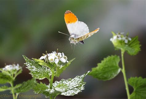 Orange Tip Butterfly In Flight Photo Wp24654