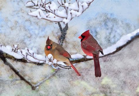 Cardinals In The Snow Digital Art By Sandi Oreilly Fine Art America