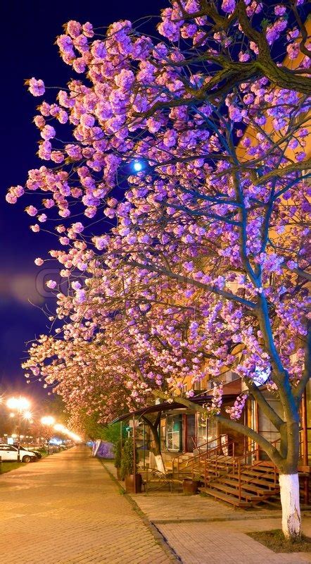 Night Urban View With Japanese Cherry Tree Blossom Uzhgorod City