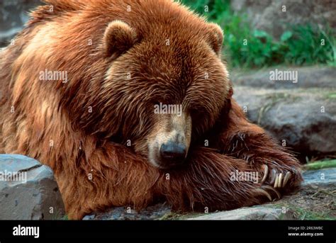 Kodiak Bear Ursus Arctos Middendorffi Stock Photo Alamy