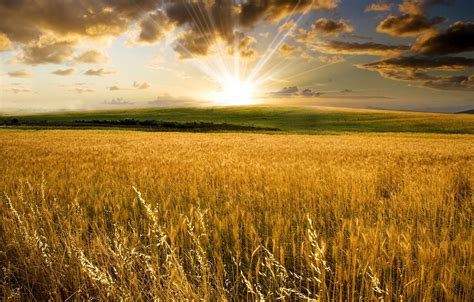 Wallpaper Wheat Field The Sun Nature Hills Landscapes Valley