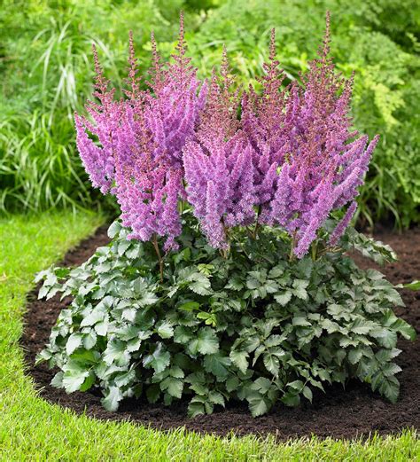 Hosta And Astilbe Shade Loving Garden Collection With 14 Plants Wind
